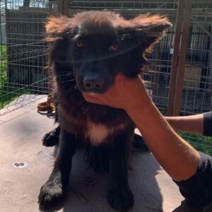 BABOU (ONYX) - reserviert Tierhilfe Lebenswert DR - vermittelt