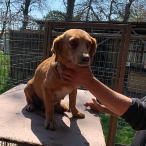 MIRELLA - reserviert IH DR - vermittelt