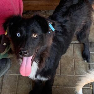 GISMO - reserviert Manuela - vermittelt