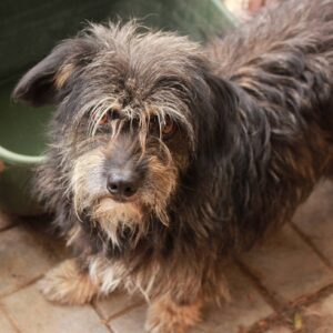 ELSIE - reserviert Tierhilfe Lebenswert DR - vermittelt