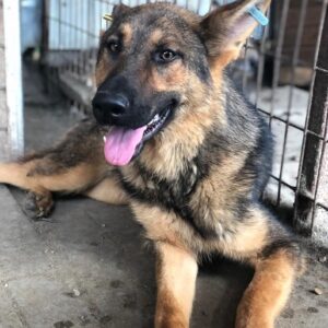 CASPAR - zu dünn - reserviert Manuela - vermittelt