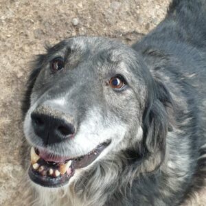 JÖRIS - reserviert Tierhilfe Lebenswert DR (01.03.) - vermittelt