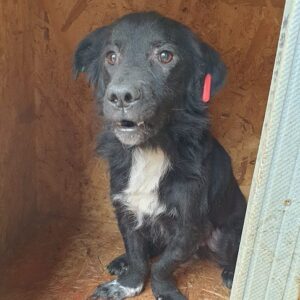 TOPPER (♂) - vermisst 04/2023