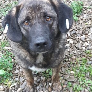 INDIGO - reserviert TH Filderstadt vermittelt