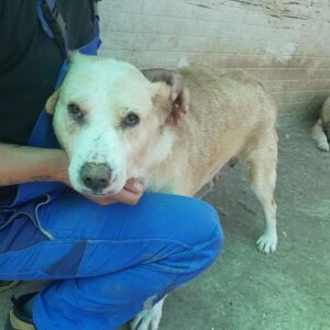 GUSTAV - RBB 25.09.2021