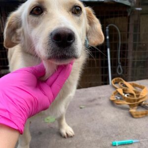 LEAH - reserviert Tierhilfe Lebenswert DR - vermittelt