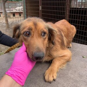 CAYA - reserviert Tierhilfe Lebenswert DR - vermittelt