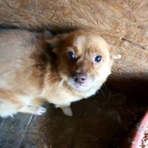 MIDNIGHT - reserviert Tierhilfe Lebenswert DR - vermittelt