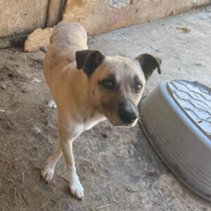 SALVATORE - reserviert TH Gifhorn - vermittelt