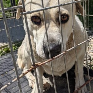 MAJOU - auf Pflegstelle in PLZ 1 - vermittelt