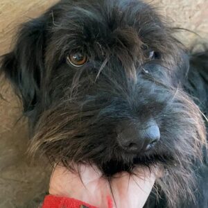 ELVA - reserviert Alexandra - vermittelt