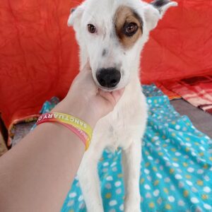 PETE - reserviert Manuela - vermittelt