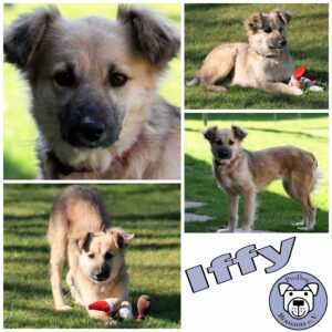 Iffy in 24960 Munkbrarup - vermittelt