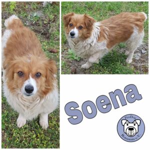 Soena (ehem. Sönke) *vermittelt*