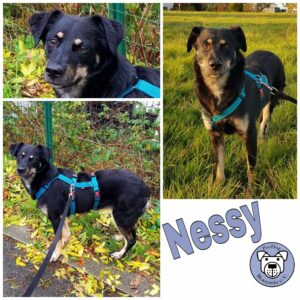 Nessy in 58256 Ennepetal - vermittelt