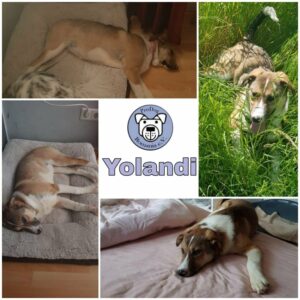 Yolandi in 41469 Neuss *vermittelt*