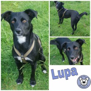 Lupa in 56294 Münstermaifeld