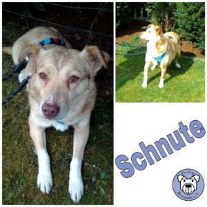 Schnute in 27389 Fintel *vermittelt*