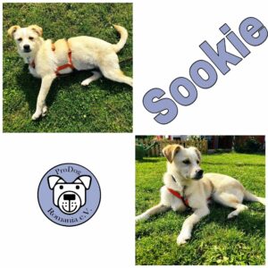 Sookie in 28203 Bremen *vermittelt*