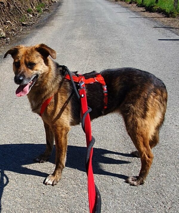 Lizzy in 58256 Enneptal *vermittelt* – Bild 12