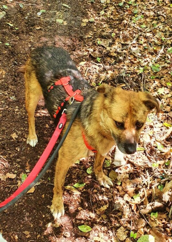 Lizzy in 58256 Enneptal *vermittelt* – Bild 6