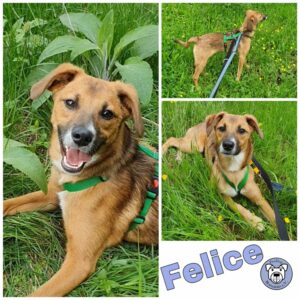 Felice in 38875 Elbingerode (Harz) *vermittelt*