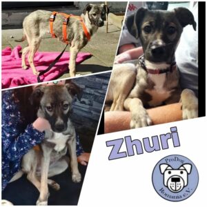 Zhuri in 56637 Plaidt *vermittelt*