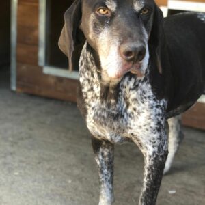 ULFI - reserviert Manuela - vermittelt