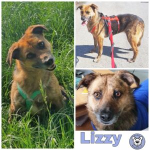 Lizzy in 58256 Enneptal *vermittelt*