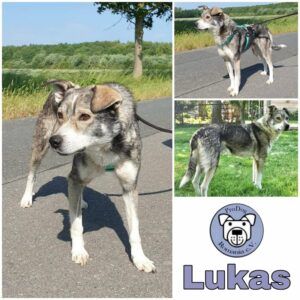 Lukas in 18311 Ribnitz-Damgarten *vermittelt*