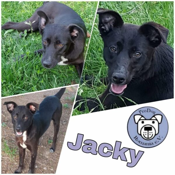 Jacky *vermittelt*