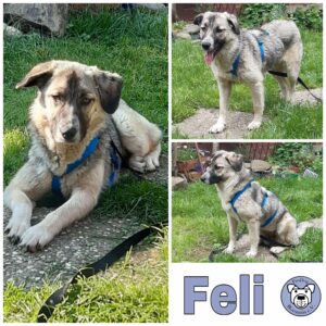 Feli in 56355 Nastätten *vermittelt*