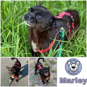 Marley in 18311 Ribnitz-Damgarten - vermittelt