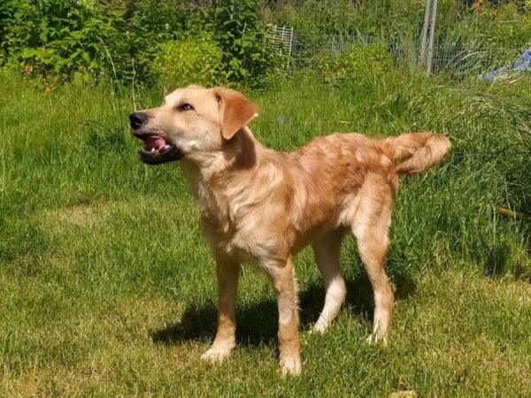 Snickers in 85077 Manching *vermittelt* – Bild 8