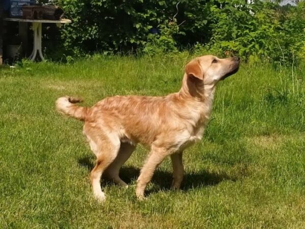 Snickers in 85077 Manching *vermittelt* – Bild 3
