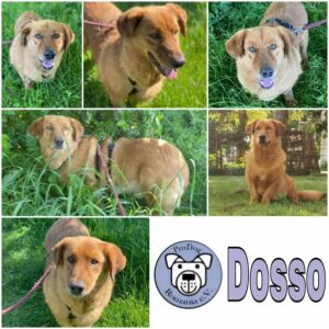 Dosso in 18311 Ribnitz Damgarten *vermittelt*