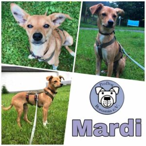 Mardi in 09496 Marienberg *vermittelt*