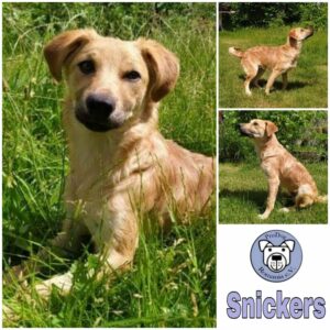 Snickers in 85077 Manching *vermittelt*