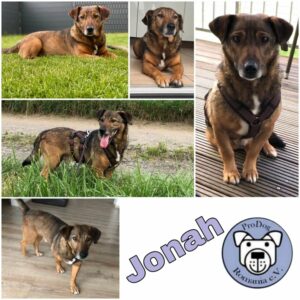 Jonah in 42579 Heiligenhaus *vermittelt*