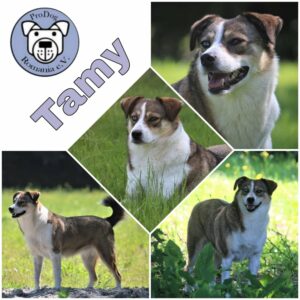 Tamy in 65468 Trebur-Geinsheim *vermittelt*