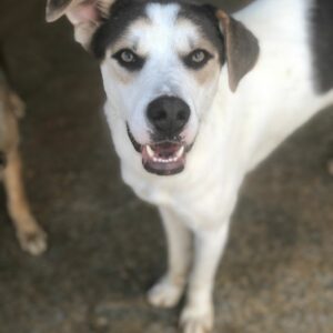 BRODY - auf Pflegestelle in PLZ 5 - vermittelt