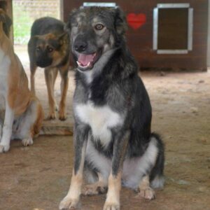 ROYA - rechtes Auge fehlt - auf Pflegestelle in PLZ 6 vermittelt