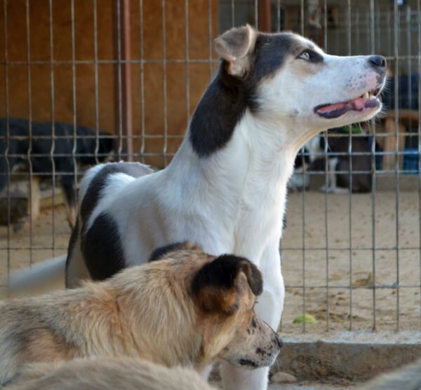BRODY - auf Pflegestelle in PLZ 5 - vermittelt – Bild 2