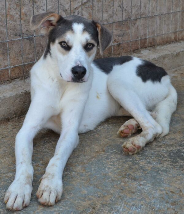 BRODY - auf Pflegestelle in PLZ 5 - vermittelt – Bild 3