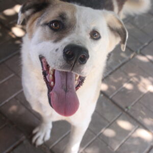 LAMBO - reserviert Manuela - vermittelt