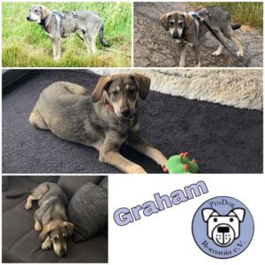 Graham in 53909 Zülpich *vermittelt*