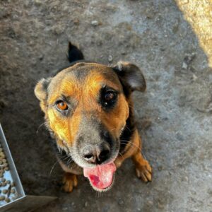 NORAH (♀) - auf PS im PLZ Bereich 56 *ausgereist*