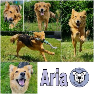 Aria in 64846 Groß-Zimmern *vermittelt*