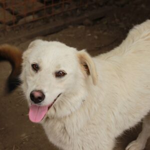 CHASKA - reserviert Tierhilfe Lebenswert DR - vermittelt