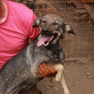 ELANI - reserviert TINO - vermittelt